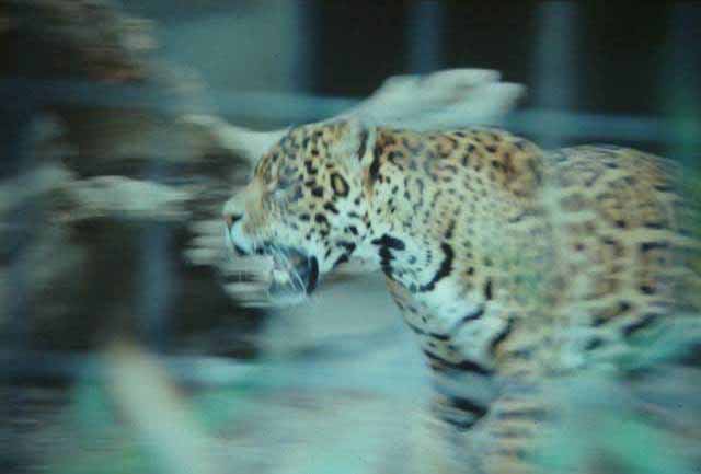 Cheetah , zoo - on the prowl